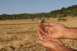 I benefici del pane con farina di grani antichi e lievito madre